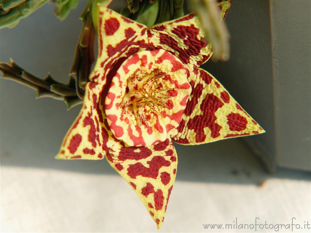 Milan (Italy) - Stapelia variegata flower